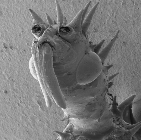 Microscopic Acari Alien Archon