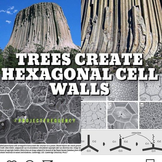 Giant Trees remain all over the earth