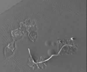 Electron microscopy of synthetic biology in Covid-19 vaccine performed by Dr, Daniel Nagase in April 2022