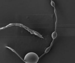 Electron microscopy of synthetic biology in Covid-19 vaccine performed by Dr, Daniel Nagase in April 2022
