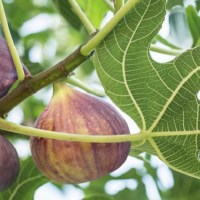 Ripe fig on tree