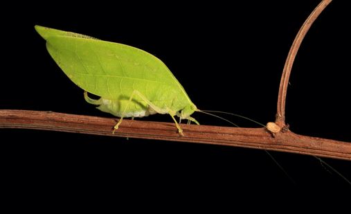 Katydid